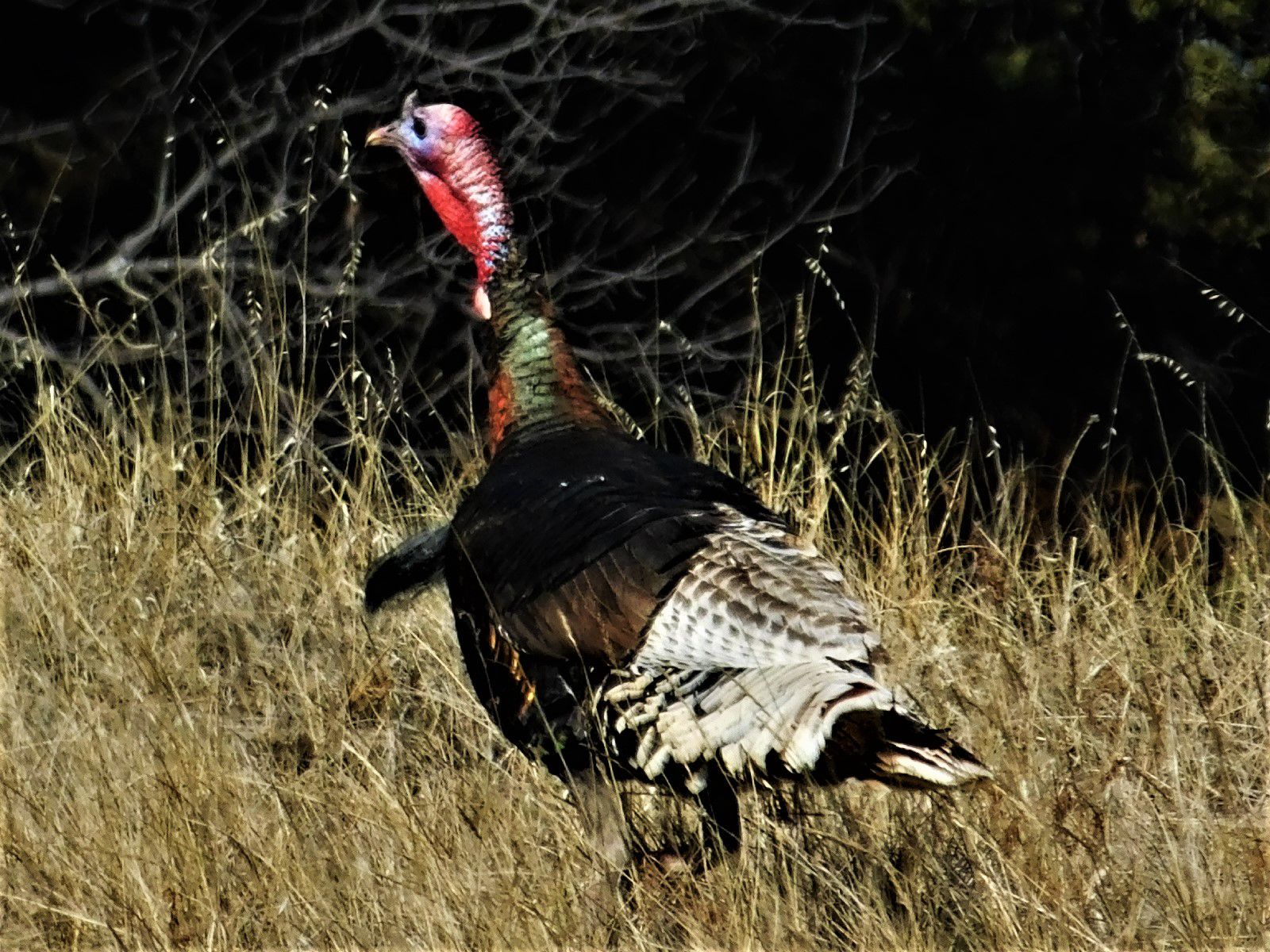 Gobble, Gobble!